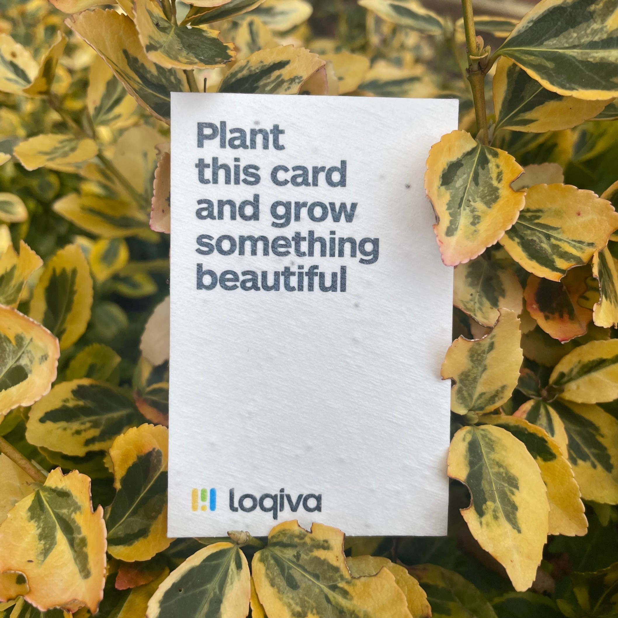 Plantable Business Cards